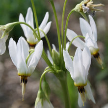 Flora