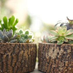Spring 2018 - Plants