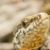 Cedric Picaud's photo