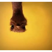 Najwan Meyassar's photo