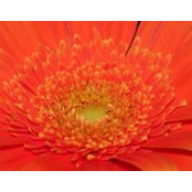 Alyssa Collins's photo