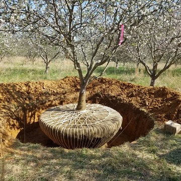 Large Apple Tree