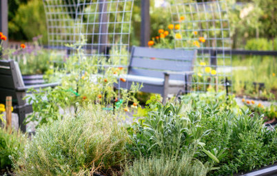 12 Edibles Perfect to Plant in Late Summer