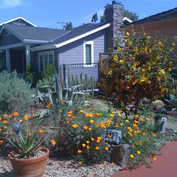 Cacti & Succulent Collector's Garden