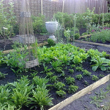 veg gardens