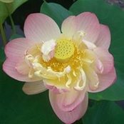 Ann McCulloh's photo