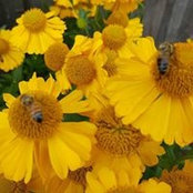 Sharon Bassey's photo