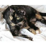 Martha Levine's photo