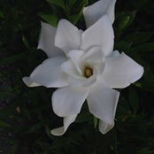 Ruth Morgans's photo
