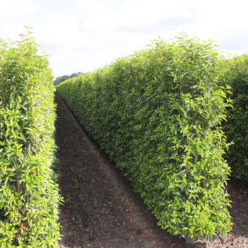 InstantHedge Products