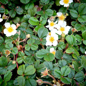 Beach Strawberry Groundcover