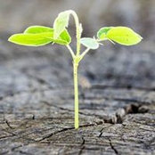 Rachel Shapiro's photo