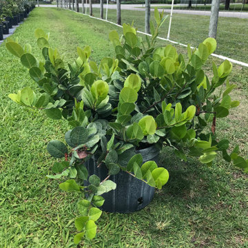 Horizontal Cocoplum - 7 Gallons