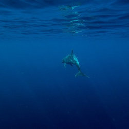 Dappled Dolphin Blue by Joel Coleman - Photographs