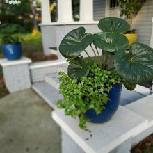 Planters