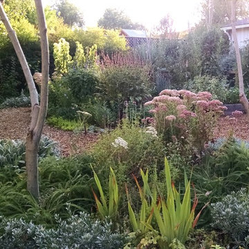 Shoestring eco-paradise and plant experimentation station