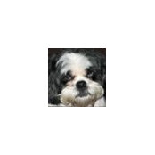 Susan Murphy's photo