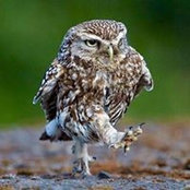 Kim Shinn-Simpson's photo