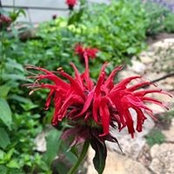 Barbara Adkisson's photo