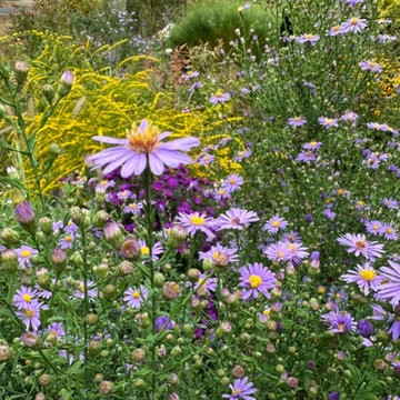 Water Management Habitat Rain Garden