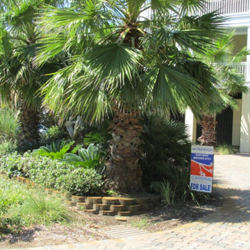 Palm Tree Gallery
