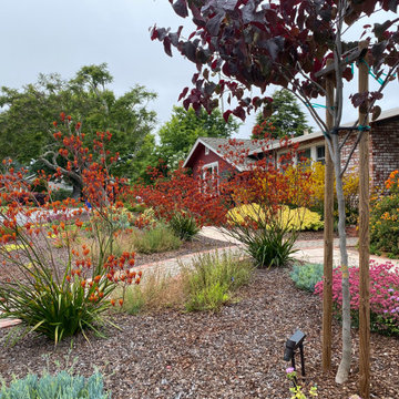 Santa Cruz lawn replacement