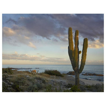 "Saguaro cactus at beach, Cabo San Lucas, Mexico" Paper Art, 42"x32"