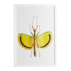 STICK INSECT WALL ART &ndash; YELLOW UMBRELLA - Prints And Posters