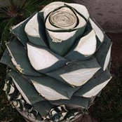 Humberto Salazar's photo