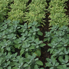 Herbs