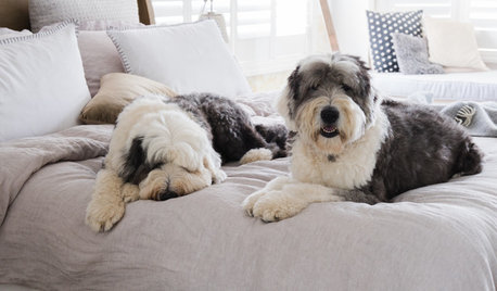 Two Old English Sheepdogs Who Call Australia Home