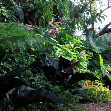Tropical Design