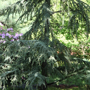 Woodland Garden