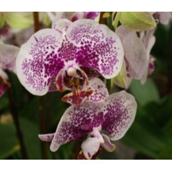 orchids - Products