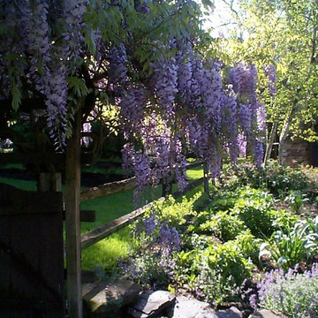 Ornamental Trees