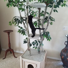 Cat Stuffs