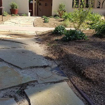 California native rain garden in Tustin