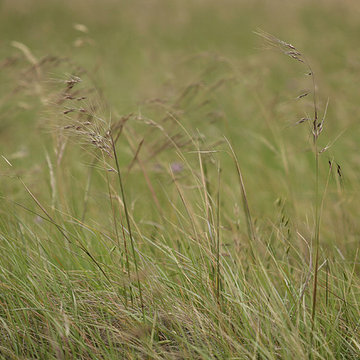 Stipa pulchra (Purple Needle Grass)