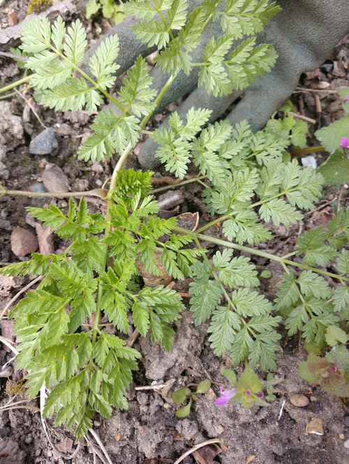 Posion Hemlock Or Stinky Bob Herb Robert