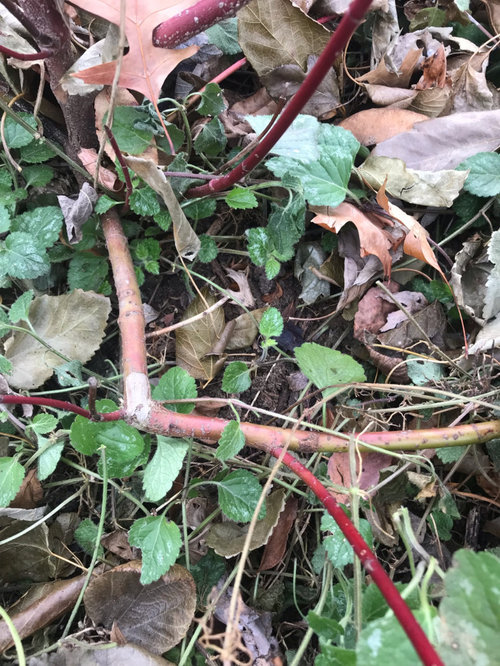 help with this red twig dogwood? Transplant and cut back? | Houzz Forum