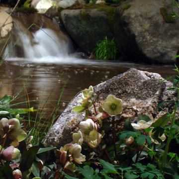 Mountain Stream
