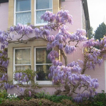 Wisteria embraces the front