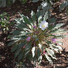 Landscape plants for EDC