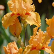 KCIS Purchaed Bearded Iris 2019