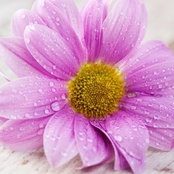 Dana Fornasar's photo