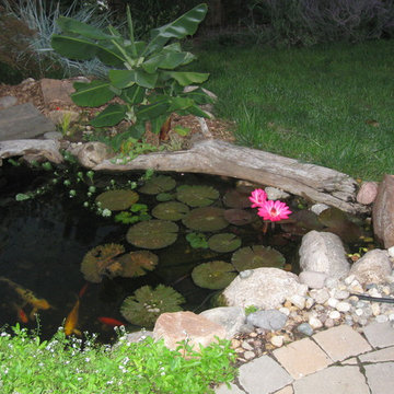 Koi Ponds and Water Gardens