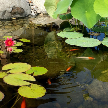 Orchard Lane Pond