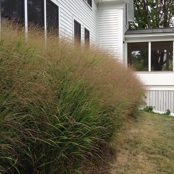 Ornamental Grass Screen