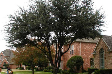 This is an example of a landscaping in Austin.
