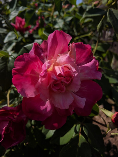 Yes, tea roses will grow in the PNW!